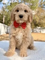 Xiomar - F1 Standard , a male Goldendoodle for sale in Frostproof, FL – Photo 1 of 9
