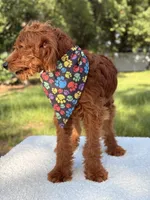 Arthur - F1b Mini , a male Goldendoodle and Miniature Goldendoodle for sale in Frostproof, FL – 5 of 8