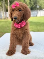 Destiny , a female Goldendoodle for sale in Frostproof, FL – 4 of 10