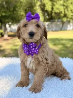 Moon , a female Miniature Goldendoodle for sale in Frostproof, FL – 6 of 9