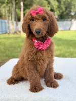 Destiny , a female Goldendoodle for sale in Frostproof, FL – 5 of 10