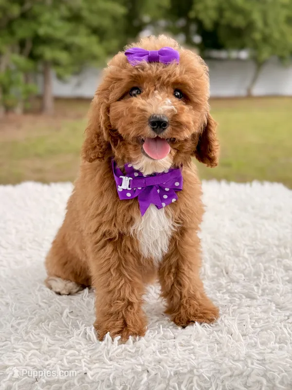 Moana F1bb Mini – Miniature Goldendoodle puppy for sale in Frostproof, FL