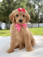 Jasmine - F1b Standard Goldendoodle , a female Goldendoodle for sale in Frostproof, FL – 2 of 10