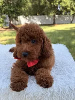 Oscar - F1b Mini, a male Goldendoodle and Miniature Goldendoodle for sale in Frostproof, FL – 2 of 10