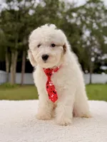 Copito , a male Cavapoo for sale in Frostproof, FL – 3 of 9