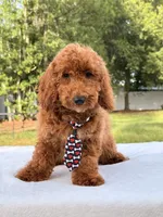 Pluto - Mini , a male Miniature Goldendoodle for sale in Frostproof, FL – 8 of 10