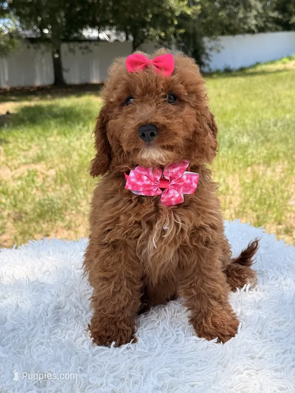 Rapunzel  – Miniature Goldendoodle puppy for sale in Frostproof, FL
