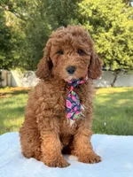 Woody, a male Miniature Goldendoodle for sale in Frostproof, FL – 2 of 7