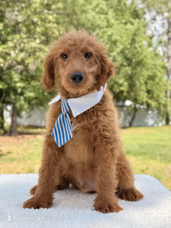 Arthur , a male Miniature Goldendoodle for sale in Frostproof, FL – 1 of 10
