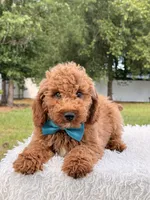 Pumbaa , a male Miniature Goldendoodle for sale in Frostproof, FL – 6 of 9