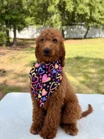Nala , a female Goldendoodle for sale in Frostproof, FL – 4 of 9