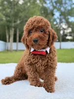 Jimmy F1b Toy, a male Miniature Goldendoodle for sale in Frostproof, FL – 6 of 8