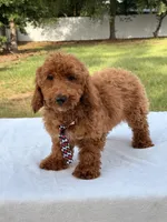 Pluto - Mini , a male Miniature Goldendoodle for sale in Frostproof, FL – 10 of 10