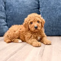 Colby - F1bb Mini Goldendoodle , a male Miniature Goldendoodle for sale in Frostproof, FL – 2 of 5