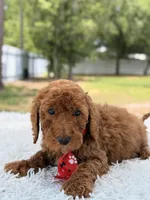Peanut - Toy, a male Miniature Goldendoodle for sale in Frostproof, FL – 2 of 8