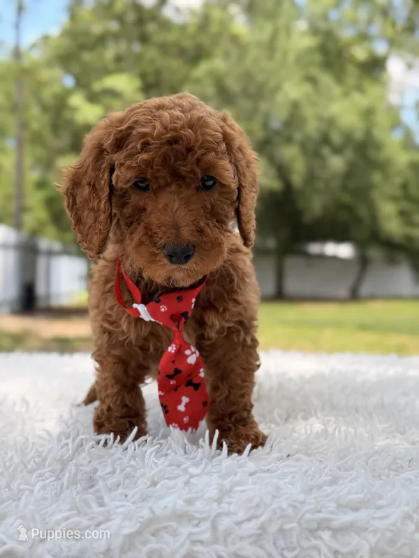Peanut - Toy – Miniature Goldendoodle puppy for sale in Frostproof, FL