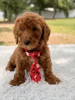Peanut - Toy, a male Miniature Goldendoodle for sale in Frostproof, FL – 8 of 8