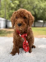 Peanut - Toy, a male Miniature Goldendoodle for sale in Frostproof, FL – 5 of 8