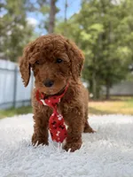 Peanut - Toy, a male Miniature Goldendoodle for sale in Frostproof, FL – 4 of 8