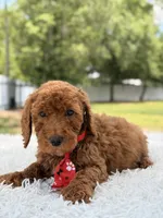 Peanut - Toy, a male Miniature Goldendoodle for sale in Frostproof, FL – 6 of 8