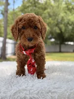 Peanut - Toy, a male Miniature Goldendoodle for sale in Frostproof, FL – 3 of 8