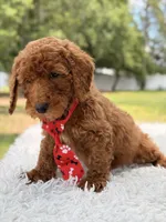 Peanut - Toy, a male Miniature Goldendoodle for sale in Frostproof, FL – 7 of 8