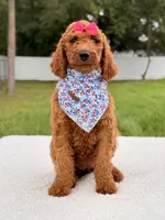 Ella - F1b Standard Goldendoodle , a female Goldendoodle for sale in Frostproof, FL – 5 of 9