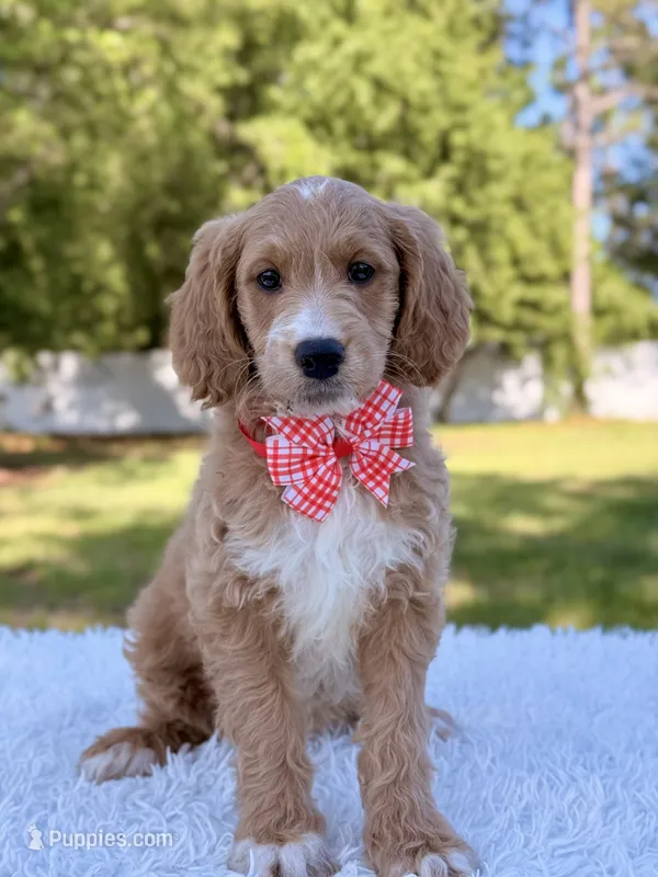 Molly - Mini  – Miniature Goldendoodle puppy for sale in Frostproof, FL