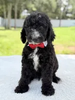 Snow - Standard Goodendoodle, a male Goldendoodle for sale in Frostproof, FL – 10 of 10
