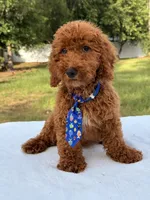 Peanut - Toy, a male Miniature Goldendoodle for sale in Frostproof, FL – 6 of 10