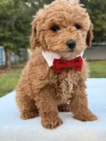 Mickey F1b - Micro / Toy, a male Miniature Goldendoodle for sale in Frostproof, FL – 3 of 8
