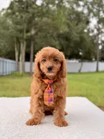 Cooper , a male Cavapoo for sale in Frostproof, FL – 1 of 8