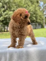 Treasure - F1b Mini Goldendoodle Female , a female Miniature Goldendoodle for sale in Frostproof, FL – 4 of 10