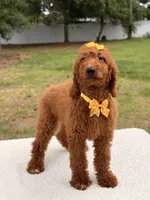 Nala , a female Goldendoodle for sale in Frostproof, FL – 9 of 10