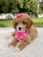 Betsy - F1b Toy , a female Goldendoodle and Miniature Goldendoodle for sale in Frostproof, FL – 3 of 8
