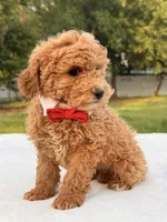 Mickey F1b - Micro / Toy, a male Miniature Goldendoodle for sale in Frostproof, FL – 4 of 8
