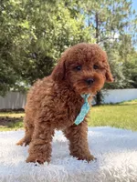 Timón - Mini F1bb, a male Miniature Goldendoodle for sale in Frostproof, FL – 3 of 10