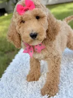 Blossom - Medium , a female Goldendoodle for sale in Frostproof, FL – 5 of 10