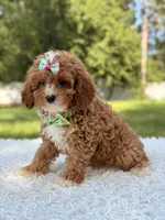 Athena , a female Cavapoo for sale in Frostproof, FL – 6 of 10