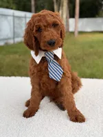 Espresso - F1b Standard Goldendoodle , a male Goldendoodle for sale in Frostproof, FL – 4 of 8