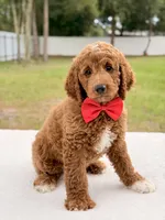 Harley - Medium Goldendoodle , a male Goldendoodle and Miniature Goldendoodle for sale in Frostproof, FL – 3 of 9
