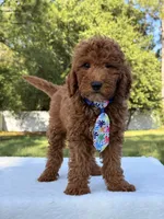 Jasper - Mini, a male Miniature Goldendoodle for sale in Frostproof, FL – 6 of 9