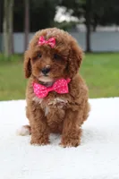 Fifi - Micro / Toy , a female Miniature Goldendoodle for sale in Frostproof, FL – 3 of 8