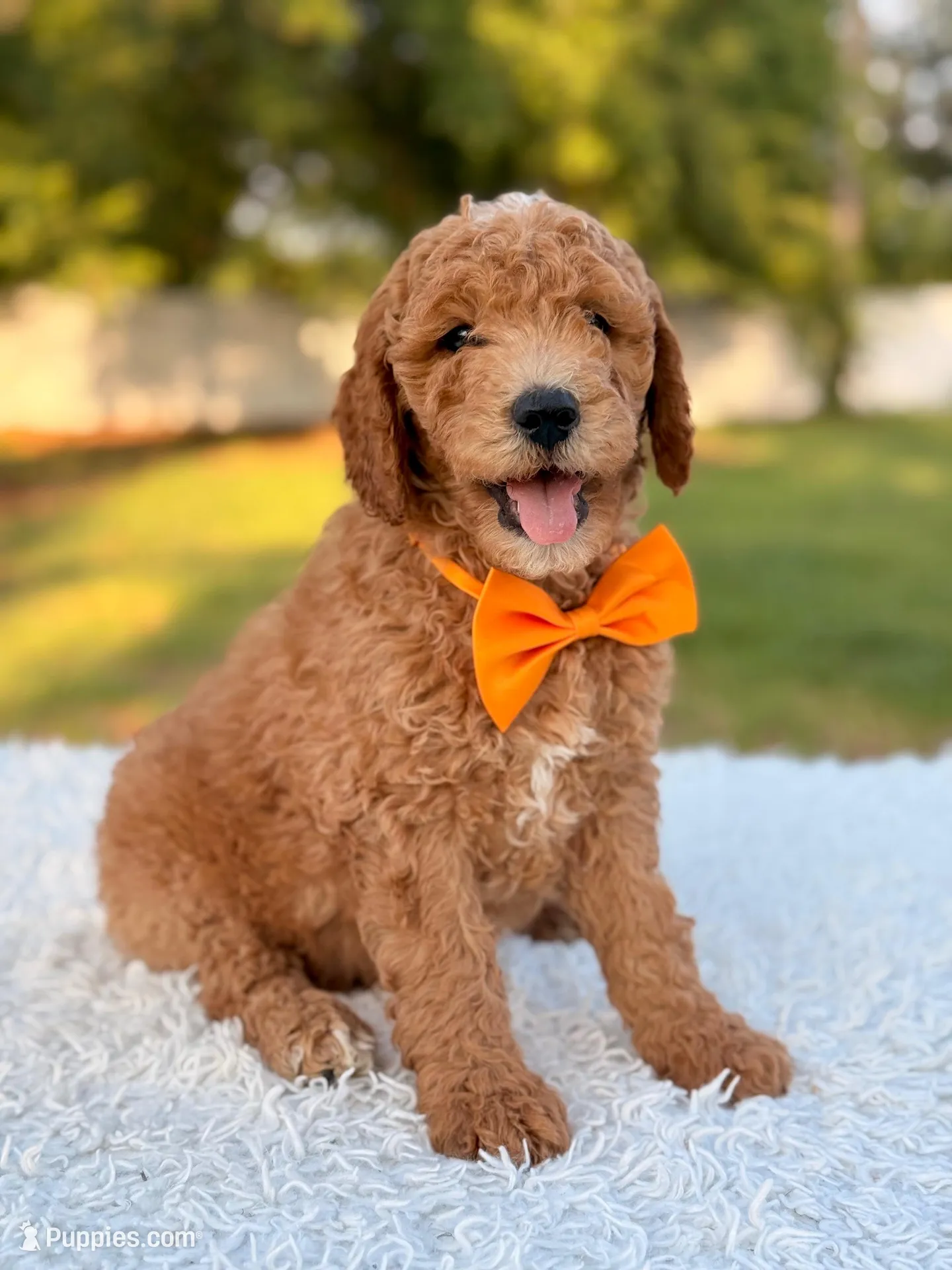 Cecil - Medium , a male Goldendoodle for sale in Frostproof, FL – 5 of 10