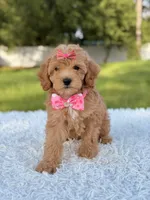 Amber , a female Cavapoo for sale in Frostproof, FL – 6 of 10