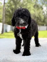 Snow - Standard Goodendoodle, a male Goldendoodle for sale in Frostproof, FL – 9 of 10