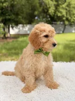 Marshall - Medium, a male Miniature Goldendoodle for sale in Frostproof, FL – 7 of 8