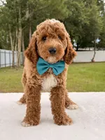 Hero , a female Goldendoodle and Miniature Goldendoodle for sale in Frostproof, FL – 4 of 10