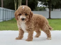 Flynn - Toy / Micro, a male Miniature Goldendoodle for sale in Frostproof, FL – 9 of 10