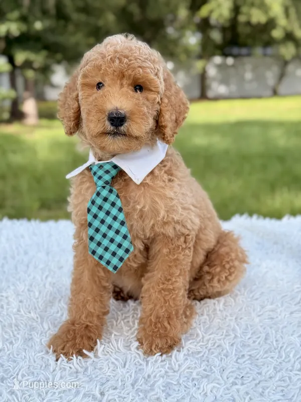 Blue - F1bb Standard Goldendoodle  – Goldendoodle puppy for sale in Frostproof, FL